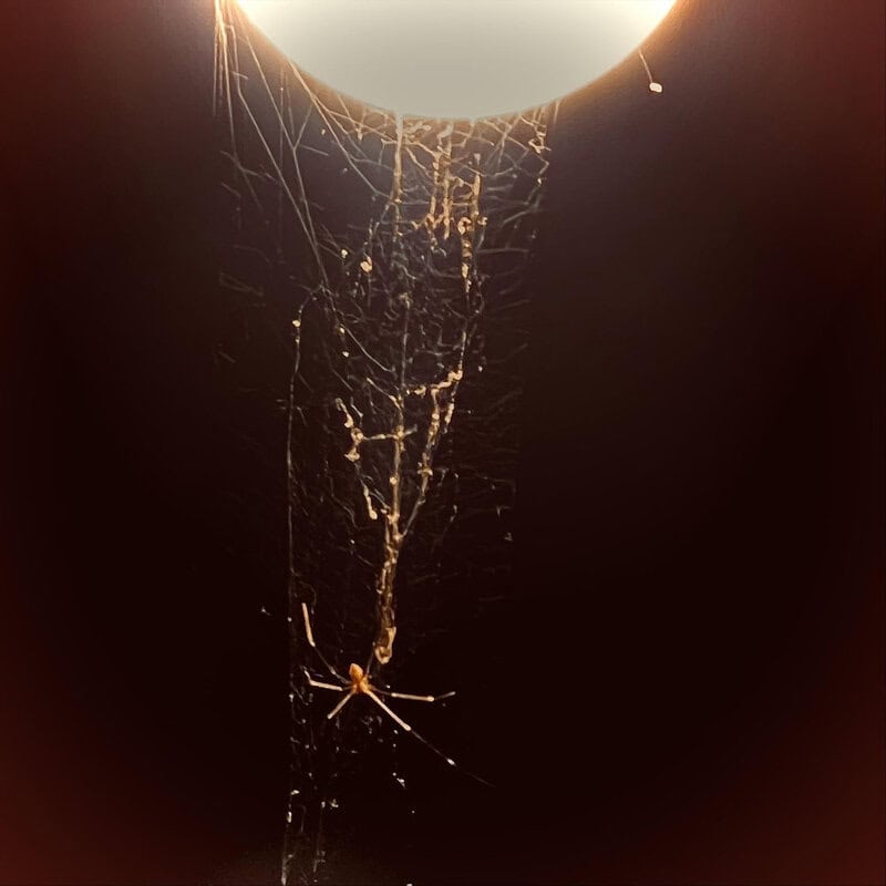 Spider hanging in its tangled web, illuminated from above against a dark background.